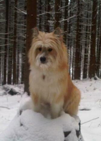 Winter Elo Dog Id Buzzerg