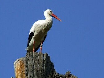 Stork Wallpaper Bird Photos