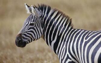 Desktop Zebra Wallpaper HD Net