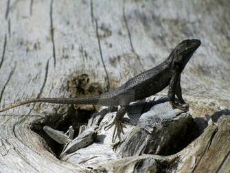 Northern Alligator Lizard By Relle1031