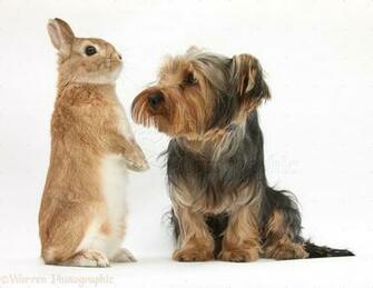Related Pictures That Teaches Yorkie Haircuts