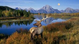 Wallpaper Wildlife Animal