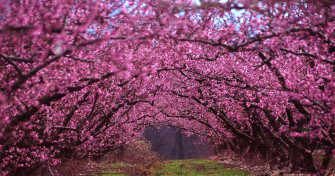 Beautiful Spring Pictures Wallpaper