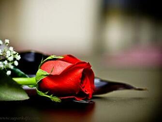 Rose Wallpaper SuperHDfx