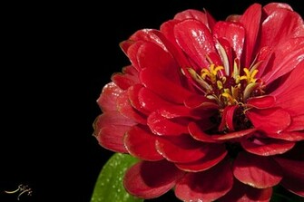 Red And Black Flower Wallpaper HD Lovely