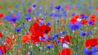 Wild Flowers Desktop Background Wallpaper New HD