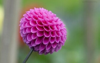 Beautiful Wallpaper For Desktop Dahlia HD