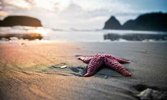 Amazing Nature HD Wallpaper 1080p