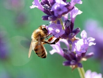 Bee Image Splendid Wallpaper HD