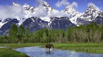 Moose In Grand Teton National Park Wallpaper Nature