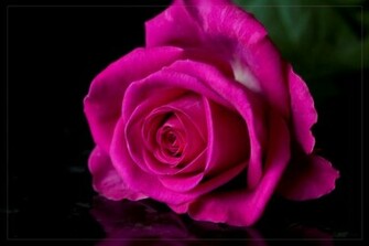 Purple Rose Wallpaper