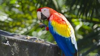 Scarlet Macaw Parrot Wallpaper Background Kicking Designs