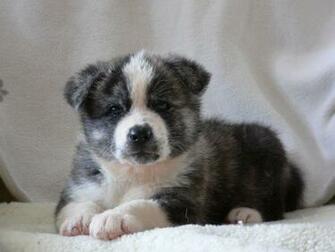 Black And White American Akita Photo Wallpaper Beautiful
