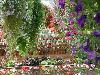 Flower Garden Art Prints And Posters Wall Buy A Poster