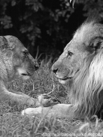 Wallpaper Black N White Scene With Lions In Pixels