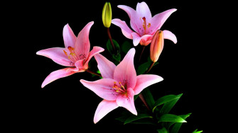 Pink Lily Flower Wallpaper