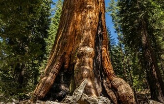 Wallpaper Redwood Sequoia Tree Forest Nature