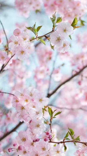 Best Wp8 Background Pink Wallpaper