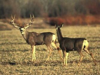 Mule Deer Wallpaper