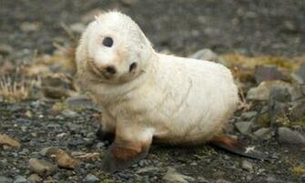 Baby Seal Wallpaper Fondo HD