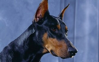 Beautiful Black Doberman Wallpaper