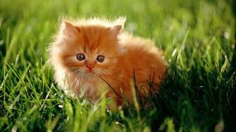 Jaspreet Rekhi Beautiful Cats Full HD Wallpaper 1080p Rar