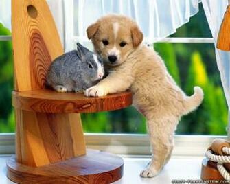 Cute Pet Animals Wallpaper Sf
