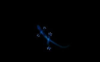 Gecko Bu Wallpaper Ump