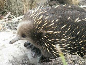 Spiny Anteater Wallpaper First HD