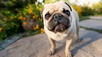 Pug Puppies Wallpaper HD Valentine