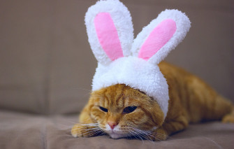 Wallpaper Cat Look Kitty Sofa Rabbit Red New Year Lies