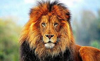 African Lion Cool Wallpaper HD Image