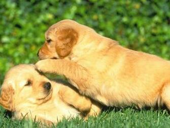 Cute Baby Animals Wallpaper Pictures