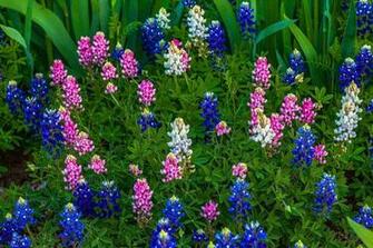 Bluebonnet Wallpaper