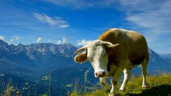 Cow Desktop Pc And Mac Wallpaper