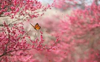Nature Screensaver Screensavergift Wallpaper Full HD