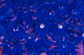 Trippy Dark Blue Aesthetic Wallpaper