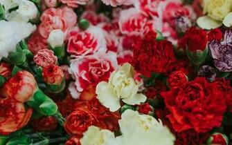 Dianthus Caryophyllus HD Wallpaper