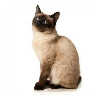 Pictures Of Siamese Cats Desktop Background