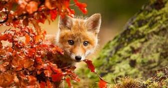 Wallpaper Background Galaxy Fox Pictures In Wall Art
