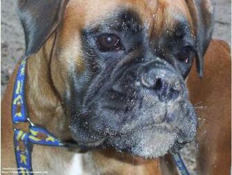 Beautiful Bullmastiff Wallpaper