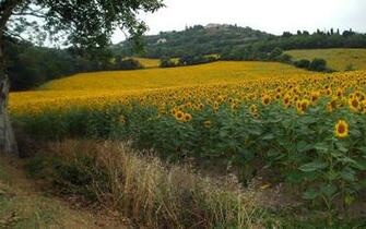 Country Summer Desktop Background In France Wallpaper