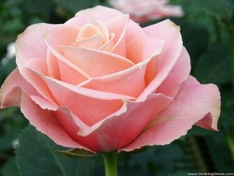Desktop Wallpaper Flowers Gardens Background Pink Roses