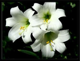 Easter Lilies Wallpaper