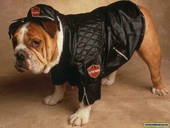 Funny Fat Dogs Wallpaper Widescreen Animal