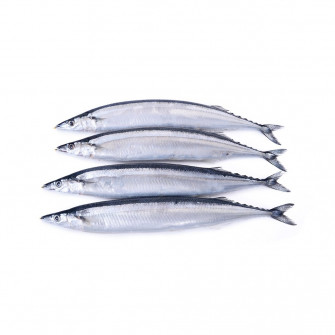 Pacific Saury Wallpaper