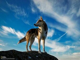 Wallpaper HD Gallery National Geographic