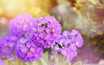Primrose 4k HD Desktop Wallpaper For Ultra Tv Wide