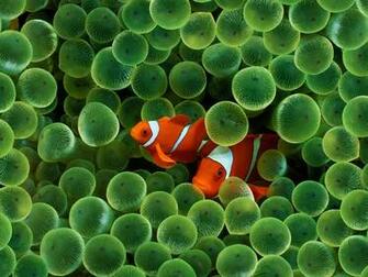Clown Fish And A Sea Anemone Wallpaper