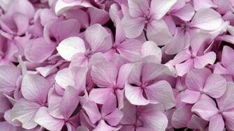 Pink Hydrangea Flowers HD Wallpaper